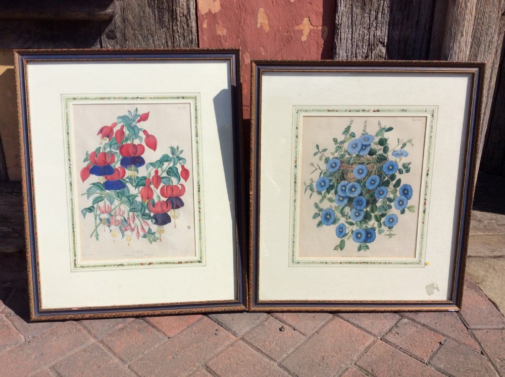a pair of botanical prints